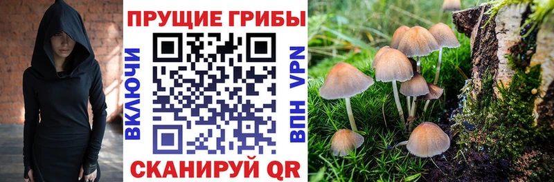 Купить закладки  Вязники  Галлюциногенные грибы Psilocybine cubensis 